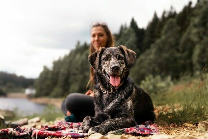 Hundeverhaltensberater Ausbildung - junge Frau und Deutscher Schäferhund sitzen zusammen und machen eine Pause vom Wandern