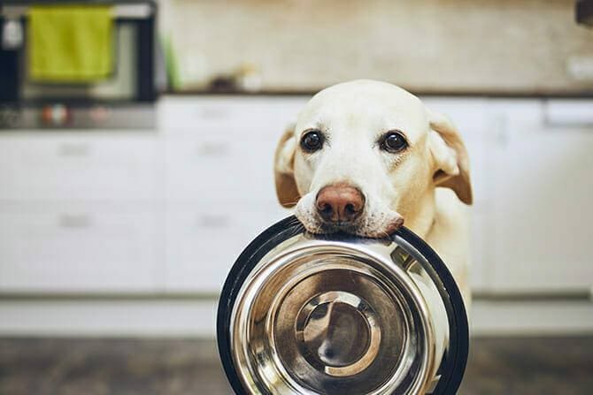 Hundeverhaltensberater Ausbildung - Labrador hält in Küche seine Futterschüssel im Maul und wartet auf sein Fressen