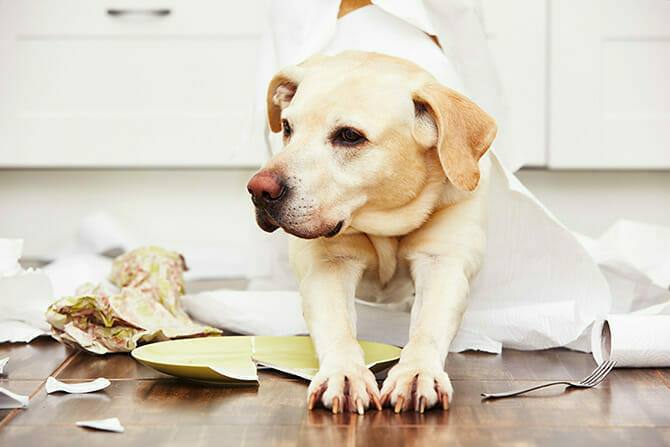 Hundeverhaltensberater Ausbildung - Labrador inmitten von Unordnung in der Küche