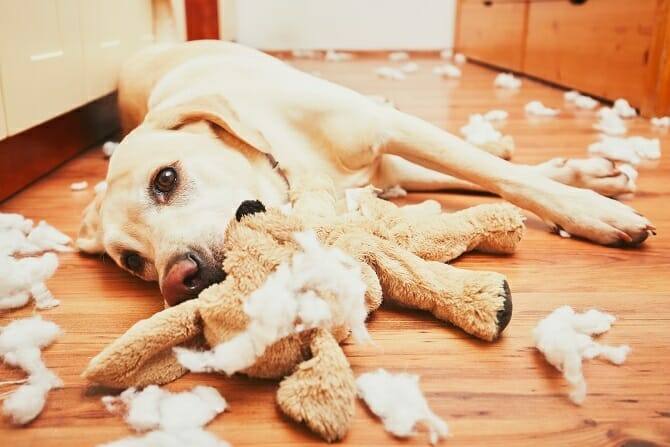 Hundeverhaltensberater Ausbildung - Labrador mit Spielzeug alleine Zuhause