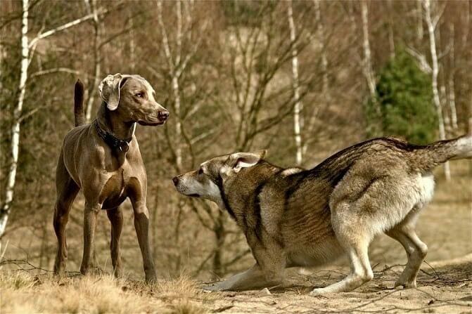 Hundeverhaltensberater Ausbildung - Machtspiel zweier Hunde im Wald