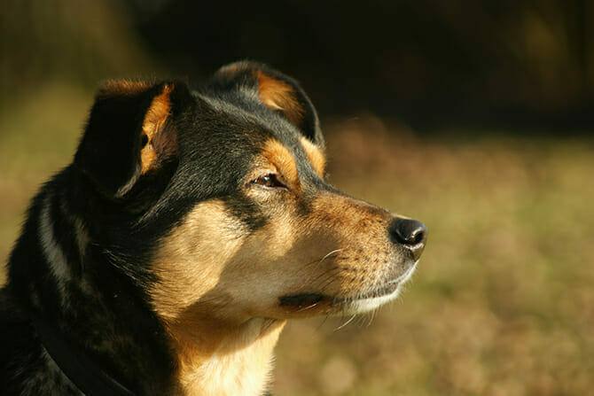 Hundeverhaltensberater Ausbildung - Portrait eines Hundes welcher auf einem Feld Richtung Sonne schaut