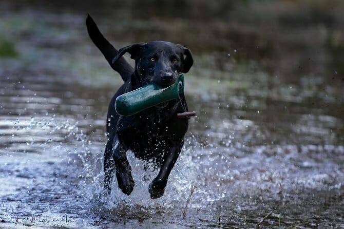 Hundeverhaltensberater Ausbildung - schwarzer Hund rennt durchs Wasser
