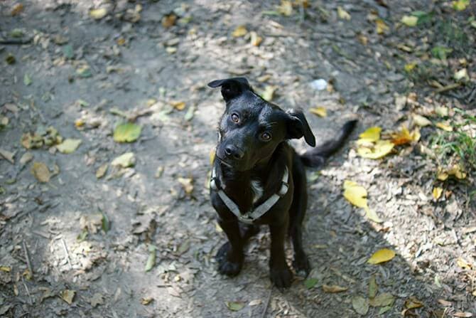 Hundeverhaltensberater Ausbildung - schwarzer Hund sitzt auf Waldweg und beobachtet mit schrägem Kopf sein Herrchen