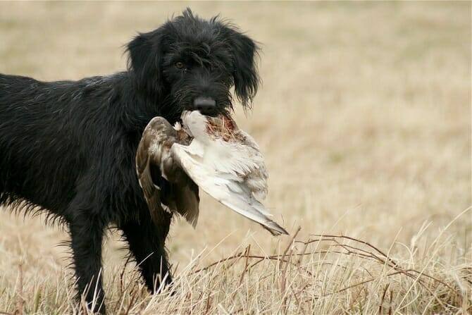 Hundeverhaltensberater Ausbildung - schwarzer Hund trägt Vogel im Maul