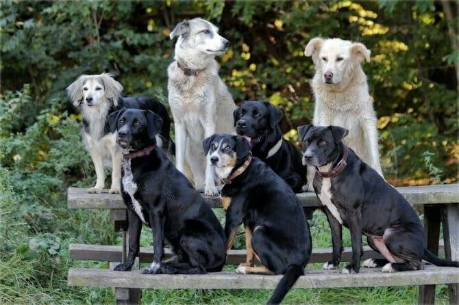 Hundeverhaltensberater Ausbildung - sieben Hunde sitzen auf Campinggarnitur