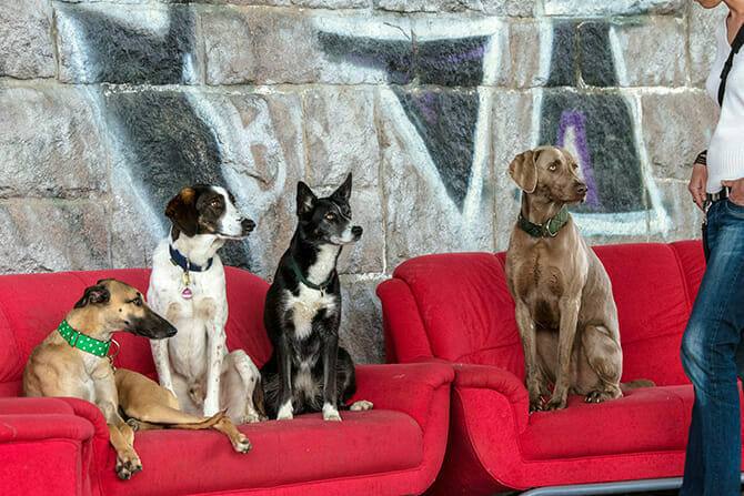 Hundeverhaltensberater Ausbildung - vier Hunde sitzen auf rotem Sofa und bekommen eine Standpauke