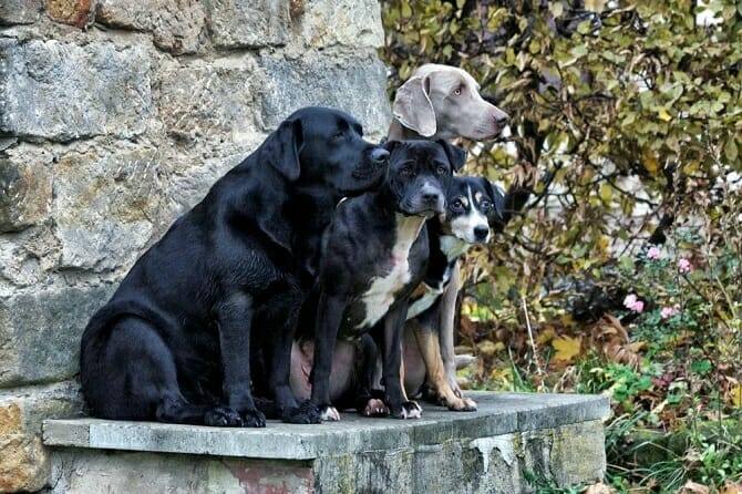 Hundeverhaltensberater Ausbildung - vier Hunde sitzen nebeneinander
