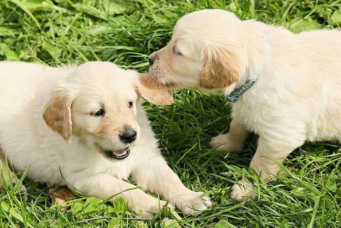 Hundeverhaltensberater Ausbildung - Welpe beißt anderen Welpen auf grüner Wiese ins Ohr