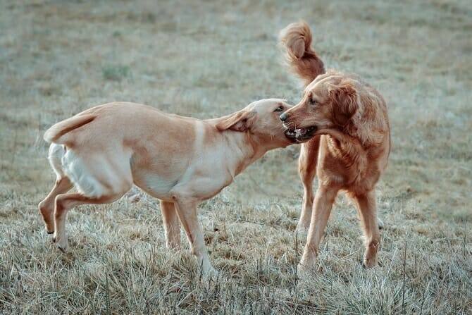Hundeverhaltensberater Ausbildung - zwei helle Hunde kämpfen im Feld
