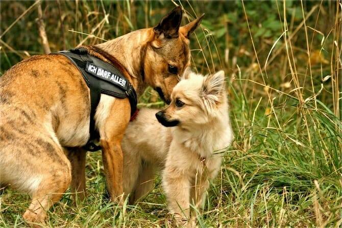 Hundeverhaltensberater Ausbildung - zwei Hunde beschnuppern einander im Feld