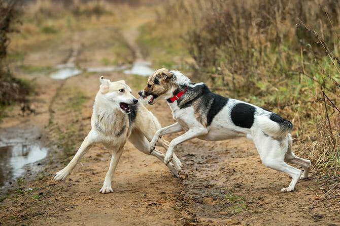 Hundeverhaltensberater Ausbildung - zwei Hunde kämpfen im Herbst auf trockenem braunen Gras