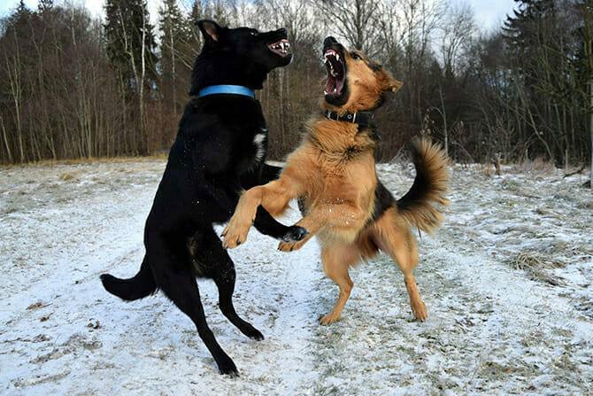 Hundeverhaltensberater Ausbildung - zwei Hunde kämpfen im Winter