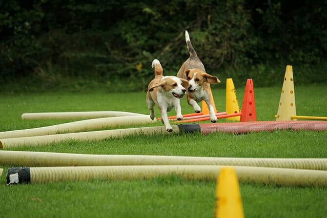 Hundeverhaltensberater Ausbildung - zwei Hunde machen Agility auf grüner Wiese