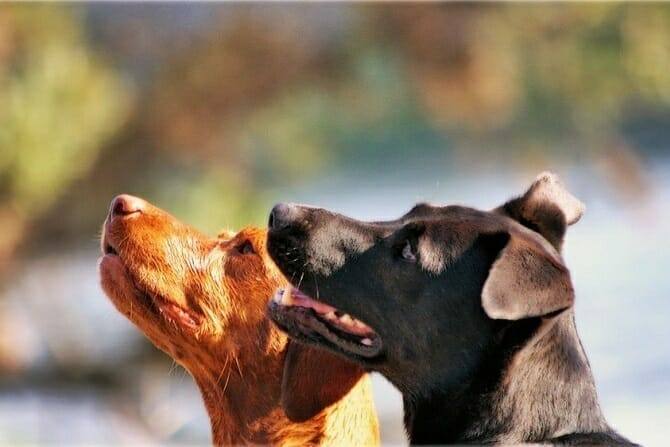 Hundeverhaltensberater Ausbildung - zwei Hunde schauen in dieselbe Richtung