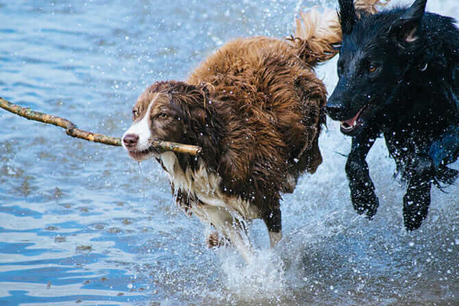 Hundeverhaltensberater Ausbildung - zwei Hunde spielen im Wasser mit einem Stock
