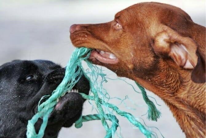 Hundeverhaltensberater Ausbildung - zwei Hunde spielen mit grünem Seil
