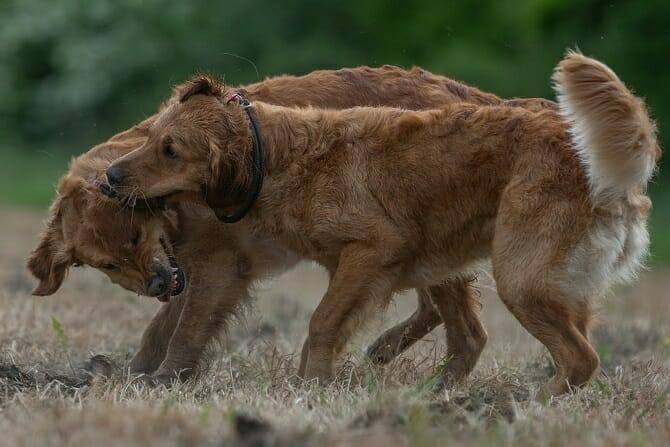 Hundeverhaltensberater Ausbildung - zwei Hunde spielen