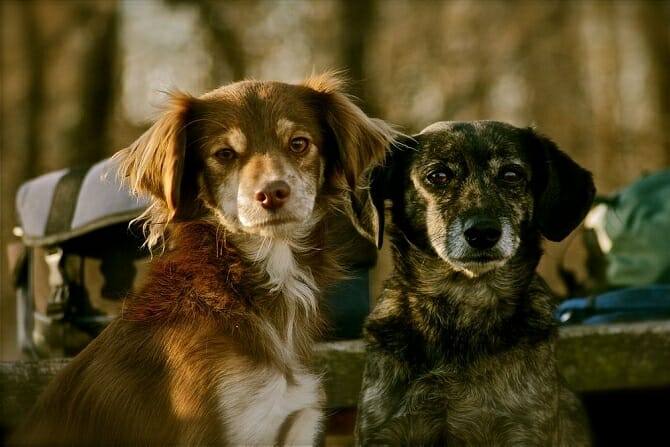 Hundeverhaltensberater Ausbildung - zwei kleine Hunde schauen in dieselbe Richtung
