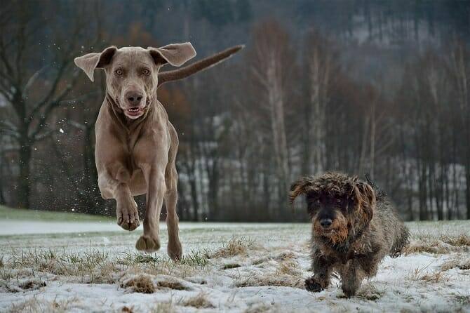 Hundeverhaltensberater Ausbildung -