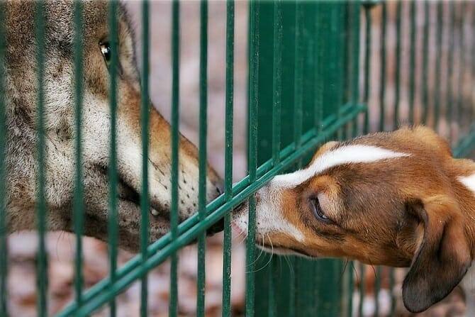 Hundewissenschaften Ausbildung - 2 Hunde begrüßen sich durch Zaun