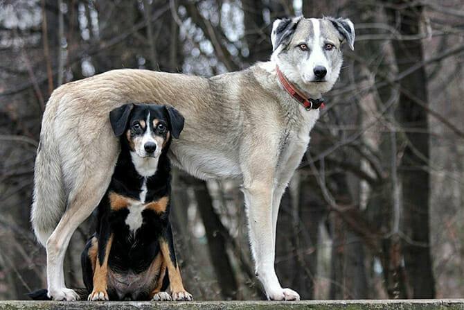 Hundewissenschaften Ausbildung - kleiner Hund steht unter großem Hund