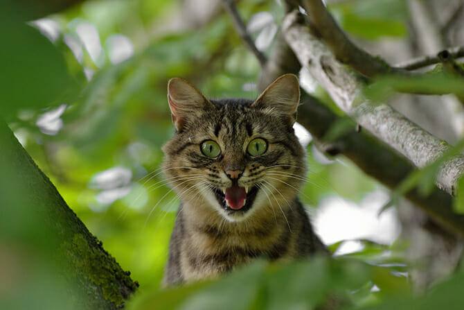 Katzenverhaltensberater Ausbildung - aufgeregte Katze mit grünen Auge hält im Gebüsch Ausschau