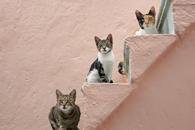 Katzenverhaltensberater Ausbildung - drei Katzen sitzen auf einer rosafarbenen Treppe auf verschiedenen Stufen