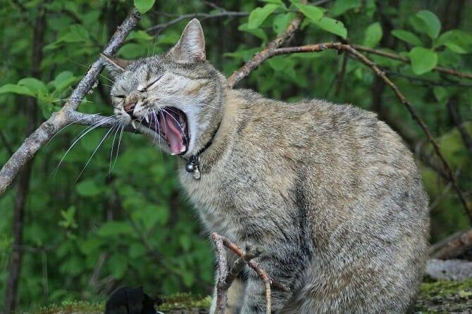 Katzenverhaltensberater Ausbildung - gähnende graue sitzende Katze vor grünem Gewächs