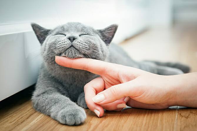 Katzenverhaltensberater Ausbildung - graue glückliche Katze stützt ihren Kopf auf dem Finger eines Menschen ab