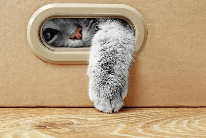 Katzenverhaltensberater Ausbildung - graue Katze streckt ihre Pfote aus dem Loch eines Pappkartons