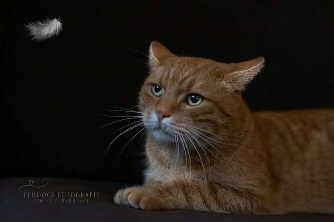 Katzenverhaltensberater Ausbildung - grimmige liegende Katze vor schwarzem Hintergrund beobachtet weiße fliegende Feder
