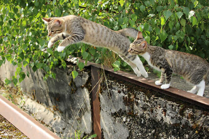 Katzenverhaltensberater Ausbildung - Katze auf einem Zaun springt neben anderer Katze herunter