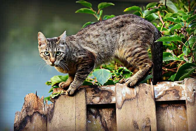Katzenverhaltensberater Ausbildung - Katze balanciert auf marodem Holzzaun mit grünem Gebüsch im Hintergrund