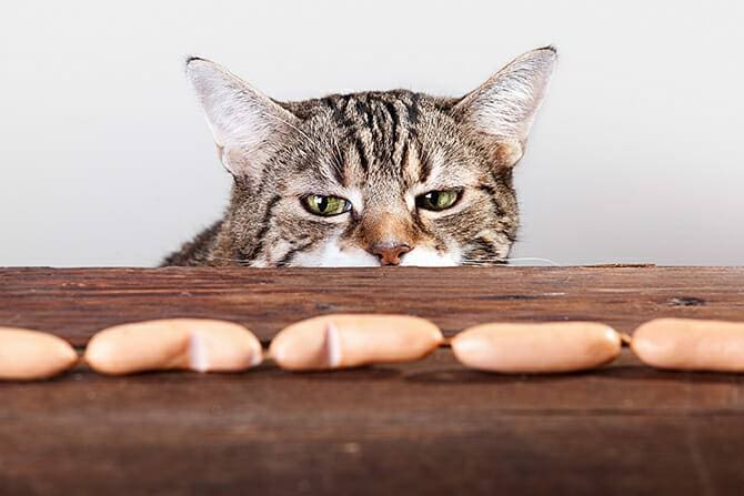 Katzenverhaltensberater Ausbildung - Katze hält konzentriert Ausschau nach Würstchen auf einem Holztisch