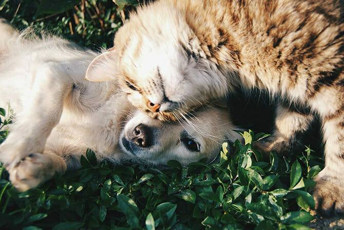 Katzenverhaltensberater Ausbildung - Katze im Gras kuschelt liegenden Hund