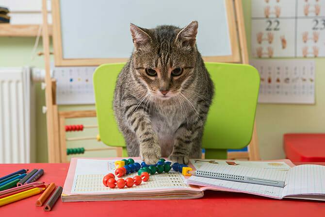 Katzenverhaltensberater Ausbildung - Katze lernt Rechnen in der Grundschule