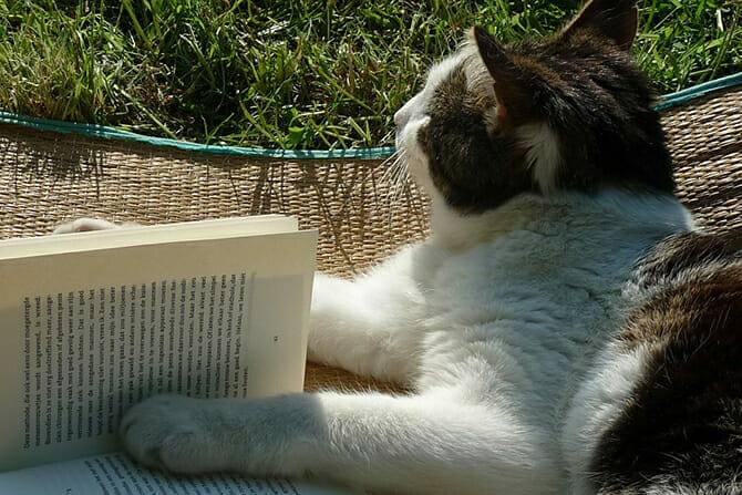 Katzenverhaltensberater Ausbildung - Katze liegt auf Strandmatte im Gras und hält ein Buch in den Pfoten