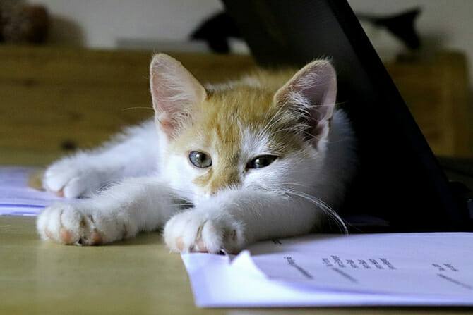 Katzenverhaltensberater Ausbildung - Katze liegt auf Unterlagen auf einem Tisch und lehnt sich an