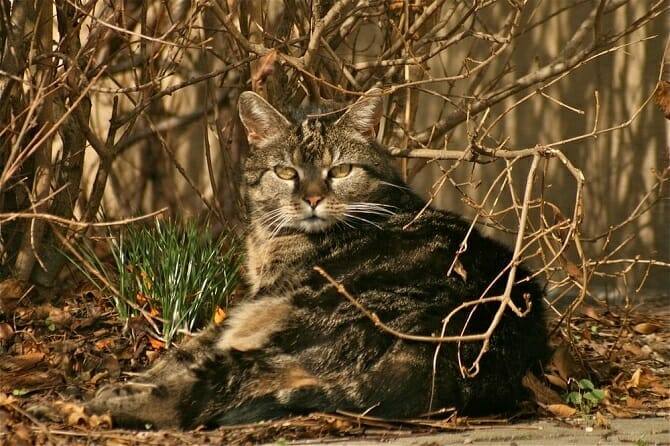 Katzenverhaltensberater Ausbildung - Katze liegt im Herbst auf Unterholz im Wald neben einem Grasbüschel
