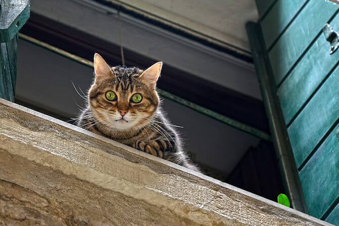 Katzenverhaltensberater Ausbildung - Katze mit grünen Augen schaut verschreckt aus dem Fenster nach unten