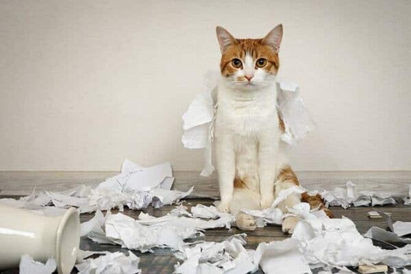Katzenverhaltensberater Ausbildung - Katze sitzt auf dem Boden im Papierchaos