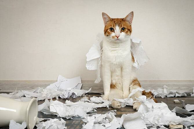 Katzenverhaltensberater Ausbildung - Katze sitzt auf dem Boden im Papierchaos
