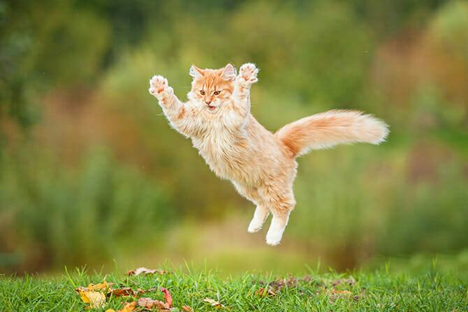 Katzenverhaltensberater Ausbildung - Katze springt auf grüner Wiese in die Luft und spreizt ihre Beine