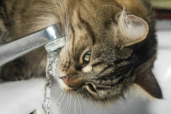 Katzenverhaltensberater Ausbildung - Katze trinkt im Waschbecken aus Wasserhahn