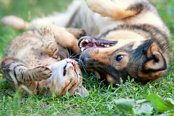 Katzenverhaltensberater Ausbildung - Katze und Hund liegen im Gras auf dem Rücken