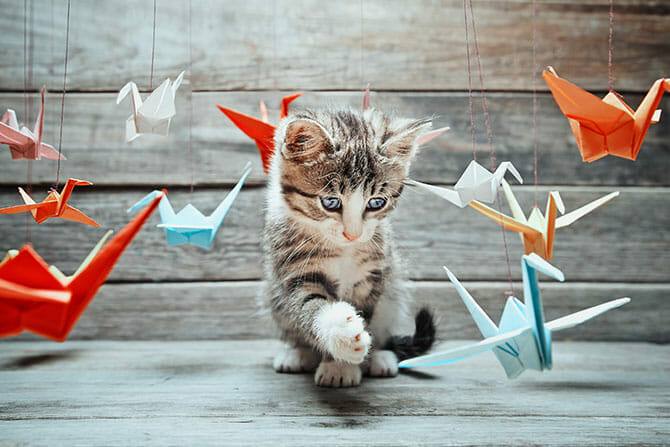 Katzenverhaltensberater Ausbildung - Katzenjunges spielt mit an Schnüren aufgehängten Origami Schwänen mit Holzhintergrund