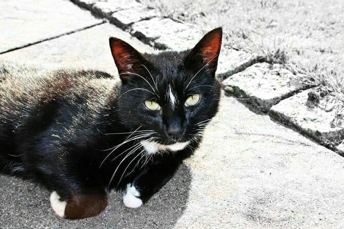 Katzenverhaltensberater Ausbildung - schwarze Katze liegt auf Asphalt neben einer Wiese