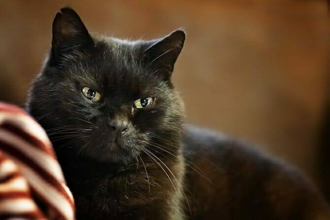 Katzenverhaltensberater Ausbildung - schwarze liegende Katze mit Schlitzaugen