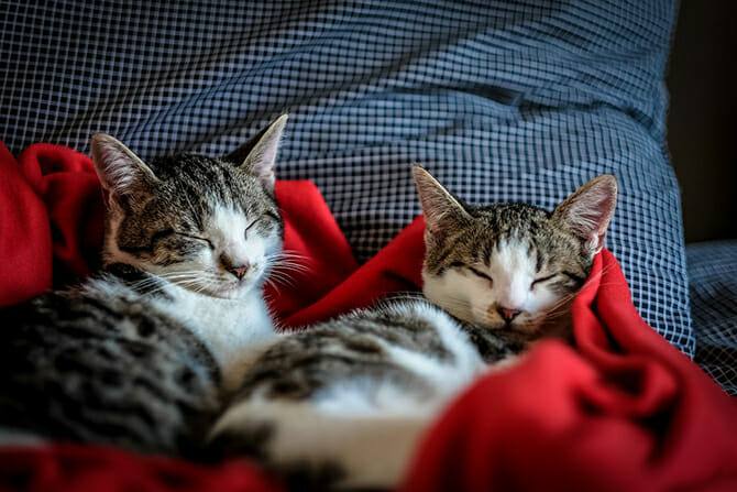 Katzenverhaltensberater Ausbildung - zwei Katzengeschwister schlafen in roter Decke auf dem Sofa nebeneinander